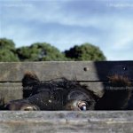 Alessandra Sanguinetti: El sexto día